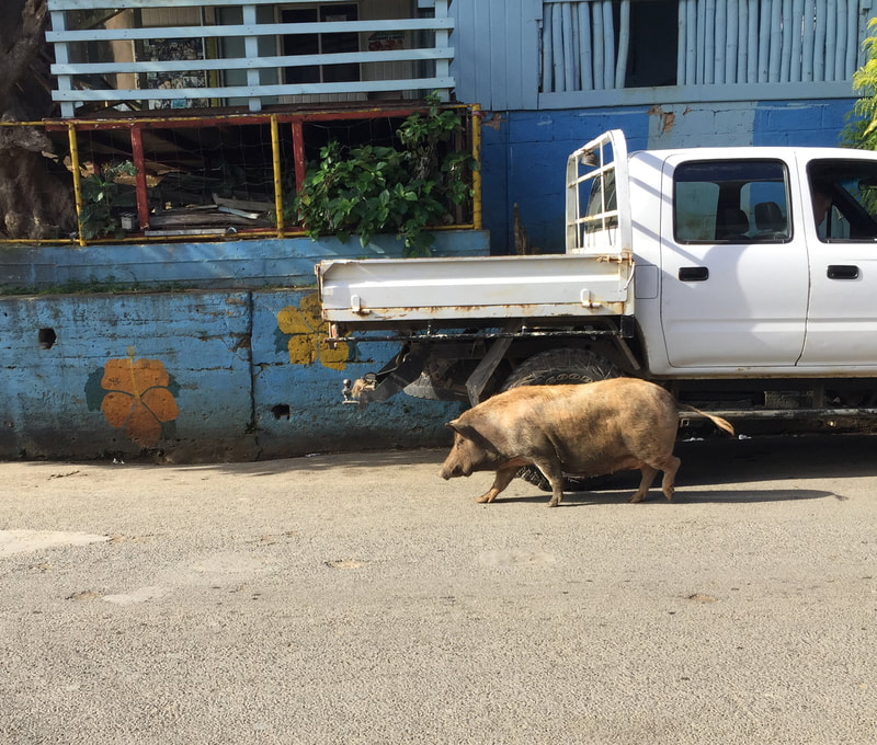 A boar walking through the center of Tonga.